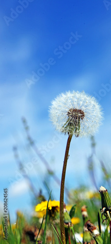 Sch  ne Pusteblume