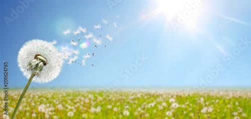 Fototapeta Naklejka Na Ścianę i Meble -  Schöne Pusteblume