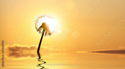 Fototapeta Naklejka Na Ścianę i Meble -  Schöne Pusteblume beim Sonnenuntergang