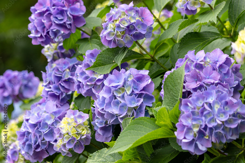 Hydrangea of Asukayama Park in Kita Ward, Tokyo, Japan / Asukayama park is a public park in Kita Ward, Tokyo, Japan Hydrangea of Asukayama Park in Kita Ward, Tokyo, Japan / Asukayama park is a public park in Kita Ward, Tokyo, Japan