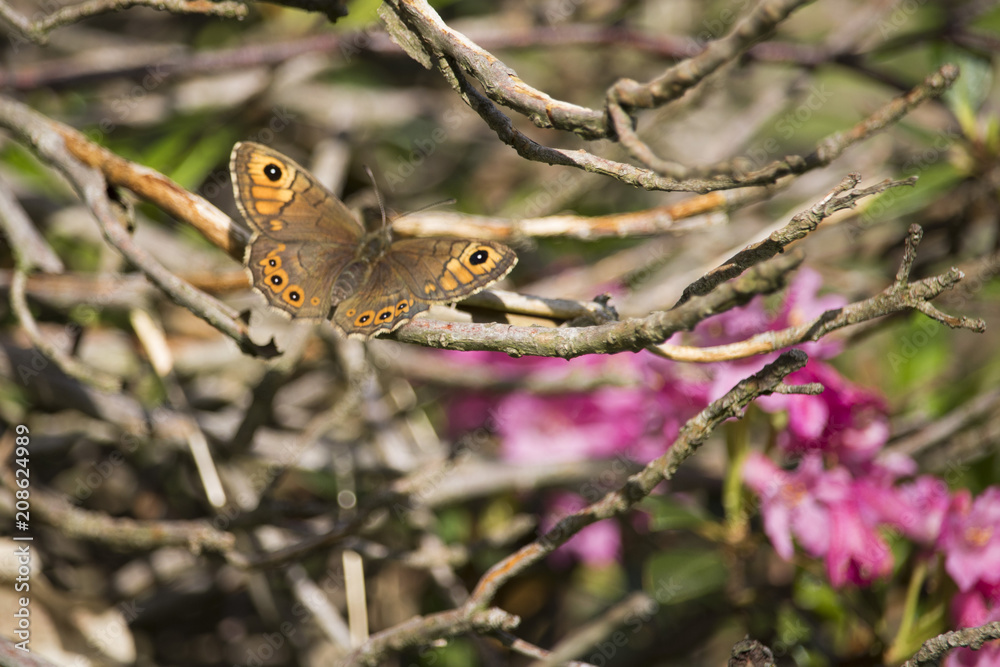 Fototapeta premium Awesom isolated butterfly on flower in my garden