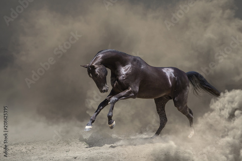 Fototapeta Naklejka Na Ścianę i Meble -  Black Akhalteke, horse galloping in the dust storm