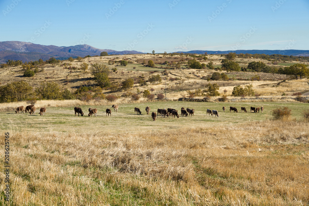  Manada de vacas pardas o marrones pastando en pradera otoñal en paisaje ondulado. 