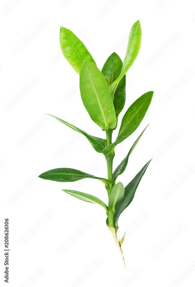 Fototapeta premium Fresh Ixora Leaves on White Background