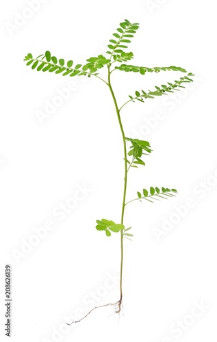 Phyllanthus Niruri Plant on A White Background