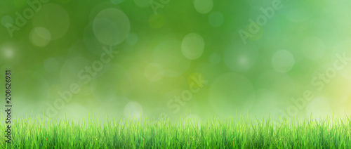 Gras im Frühling