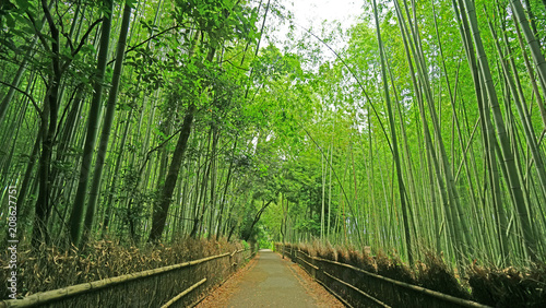 Green bamboo plant forest in Japan zen garden