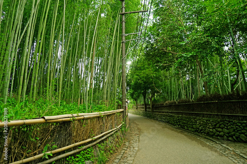 The green bamboo plant forest and footpath in Japan zen garden