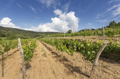 Quadro em tela Weinberg in der Ardeche, Frankreich