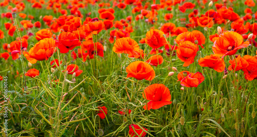 Obraz premium Panorama of red poppies