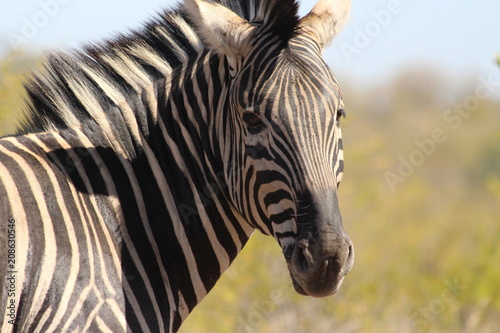 A zebra's head