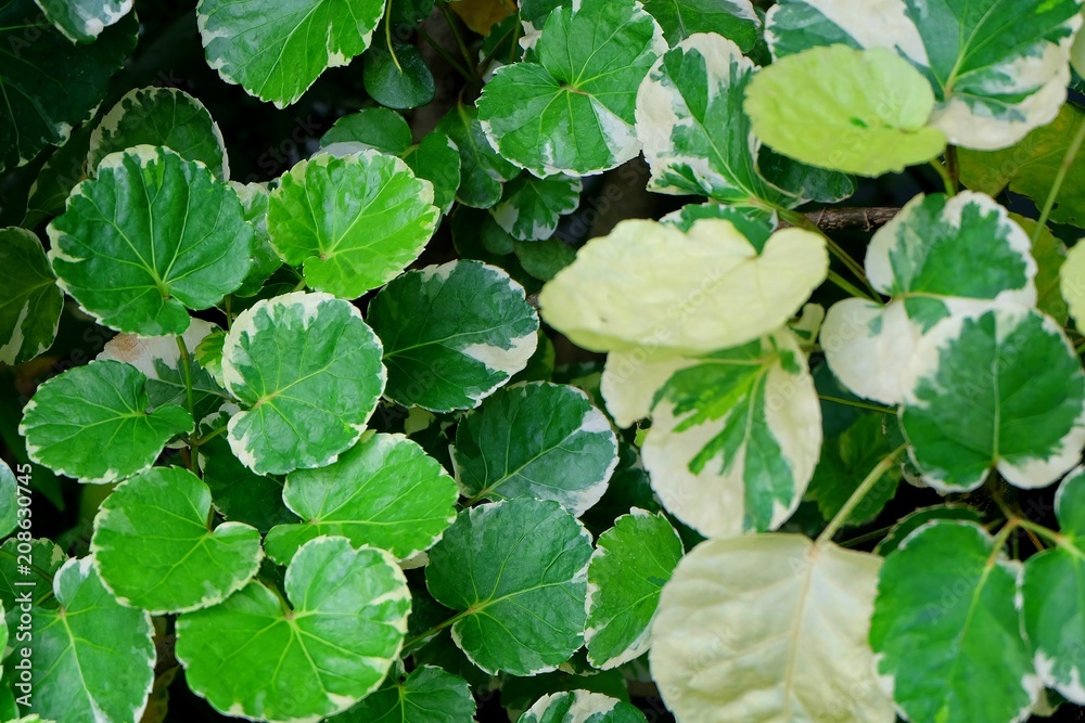 Background of Beautiful Fresh Polyscias Leaves in A Garden Background of Beautiful Fresh Polyscias Leaves in A Garden
