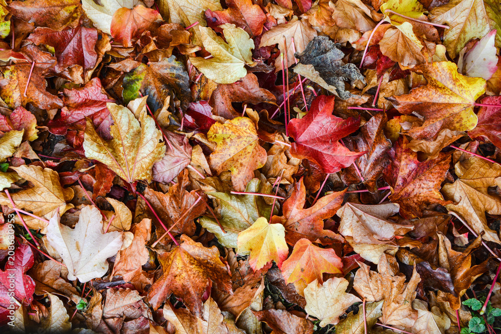 Herbstblätter bunt Herbstblätter bunt