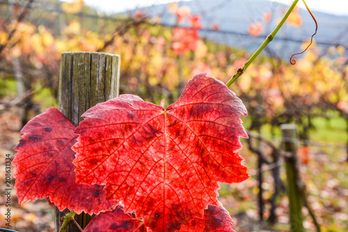 Weinblätter im Herbst photo