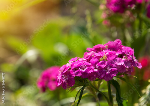 Flowers of carnations on a grass background under sunlight. Summer themes.