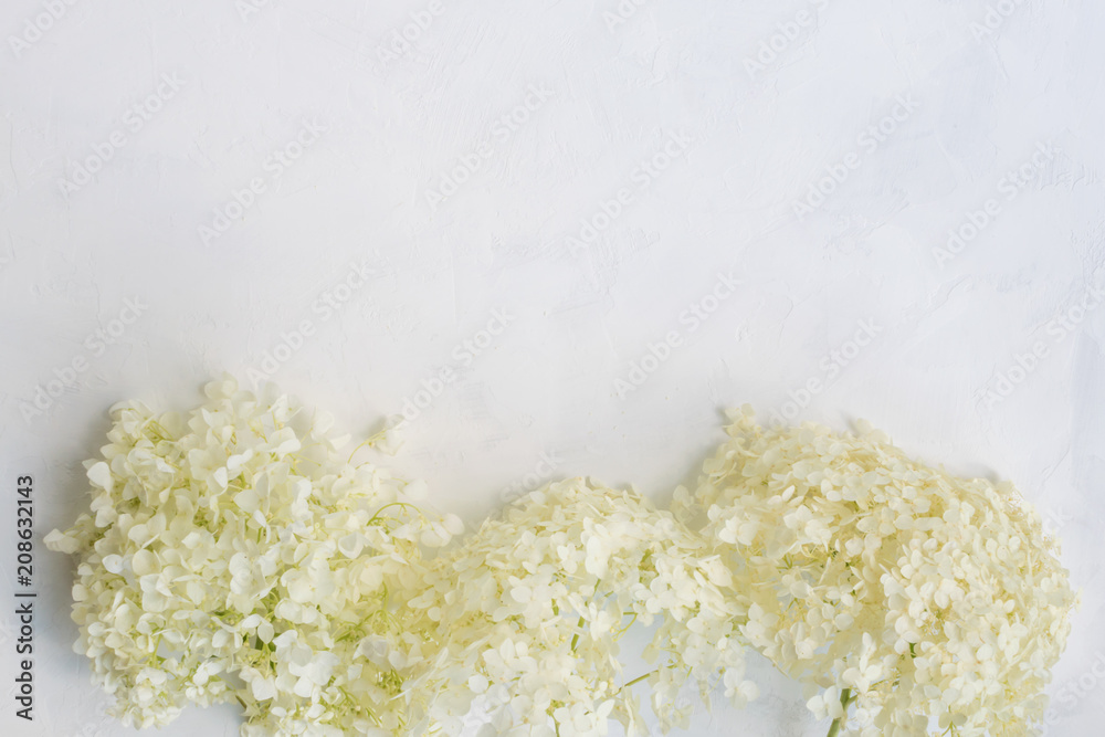 White flower hydrangea White flower hydrangea