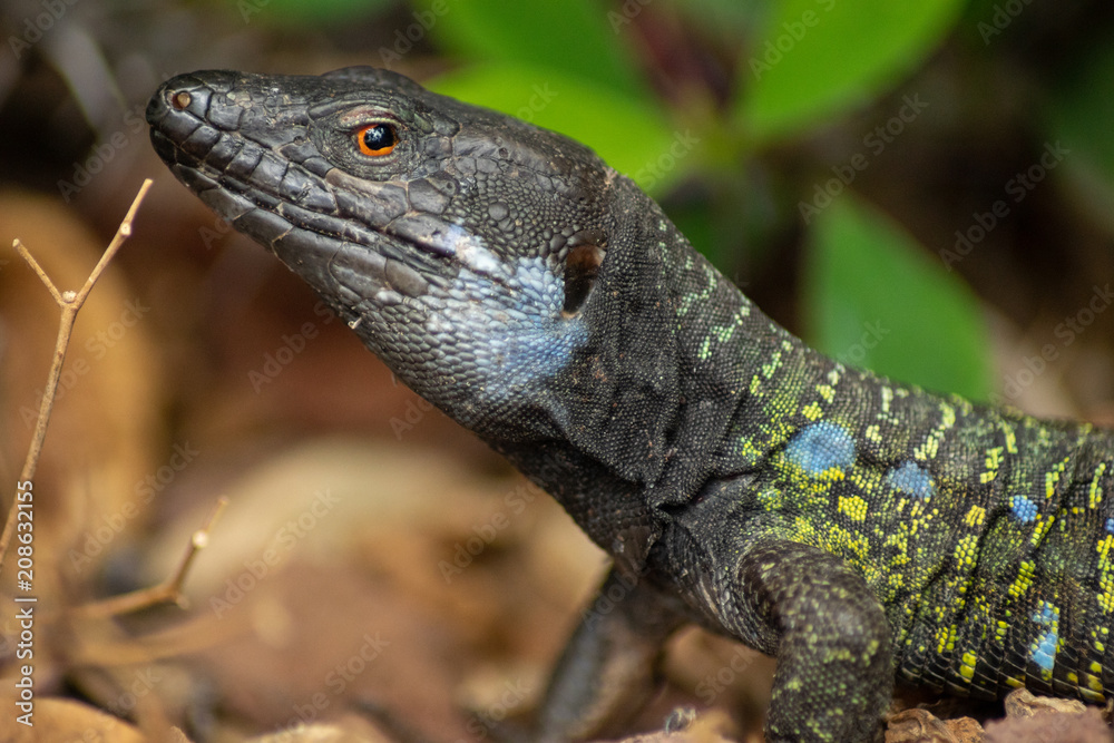 Gallotia galloti - endemic lizard living on Tenerife Gallotia galloti - endemic lizard living on Tenerife