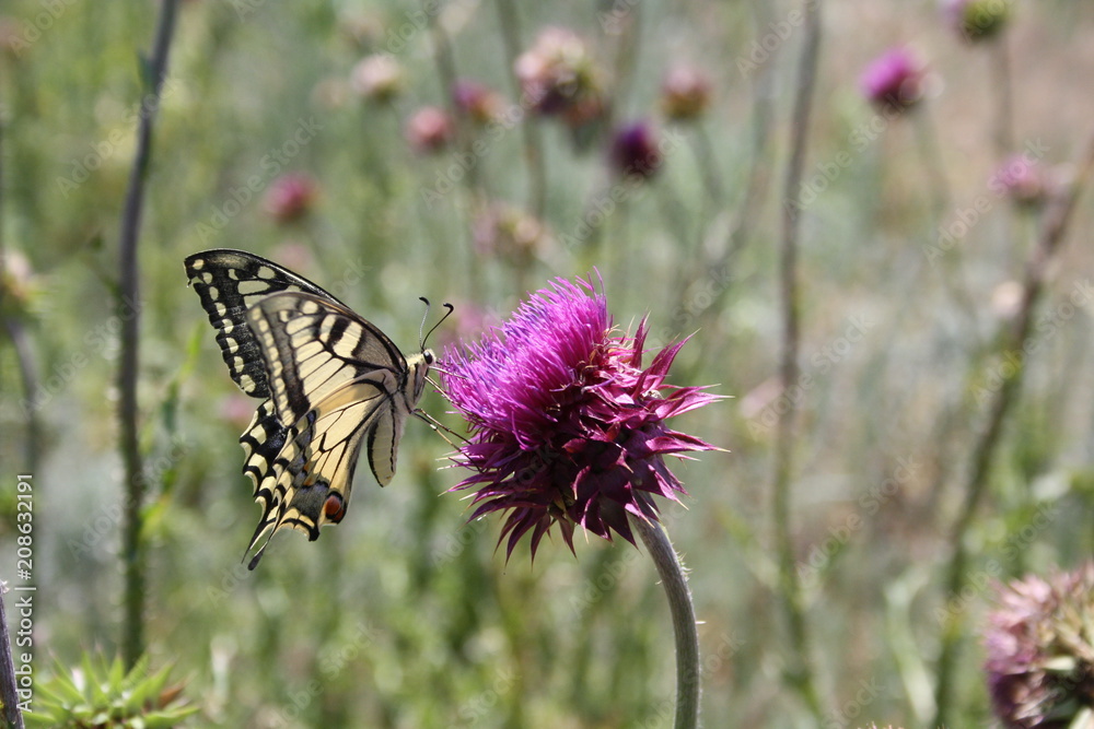 Obraz premium Bright Butterfly