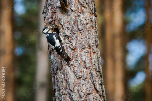 Syrian woodpecker, Dendrocopos syriacus, with worms going to the hollow
