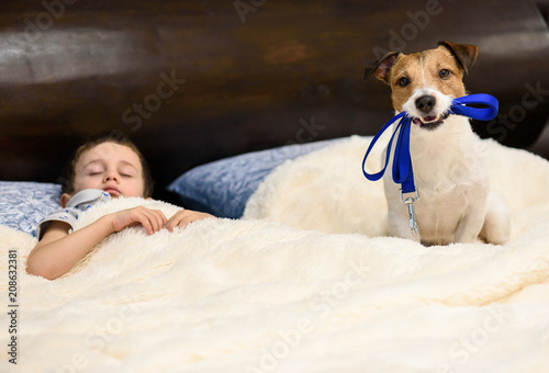 Don't sleep, go for a walk with a dog concept