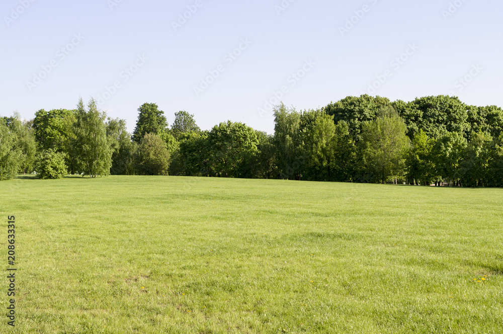 field of spring grass on forest background. nature. field of spring grass on forest background. nature.