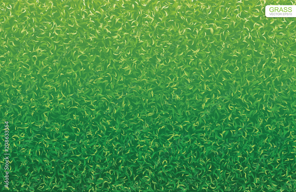 Green nature lawn grass texture and pattern for background. Vector.
