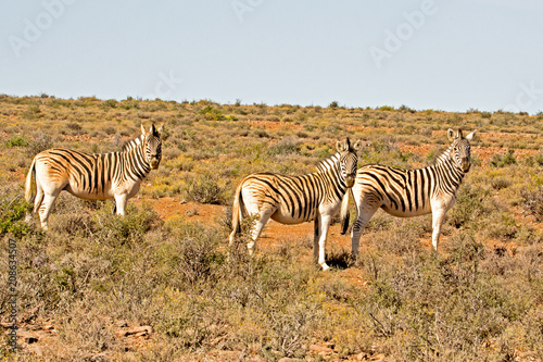 Three Burchell s Zebra in afternoon