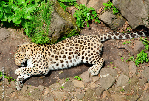 Leopard lying in the grass
