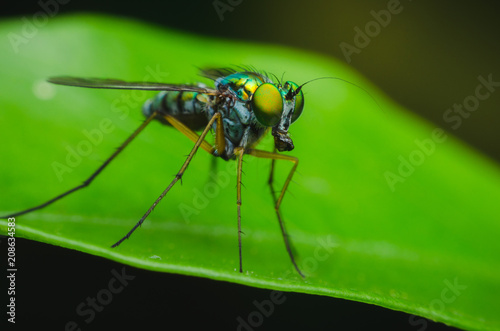 green small fly have long legged stand on green leaves in natural park. © thithawat