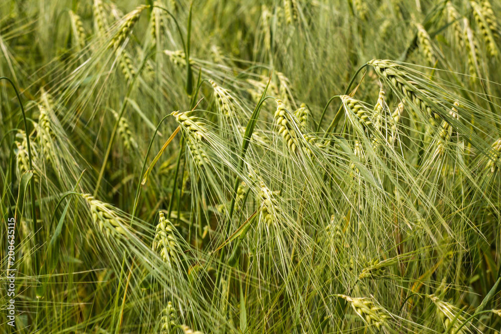 Wheat spikes on the field in the course of aging in summer