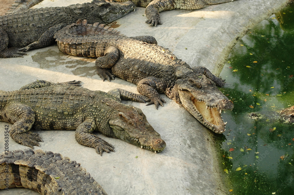 Fototapeta premium Frightening crocodiles at farm in Thailand