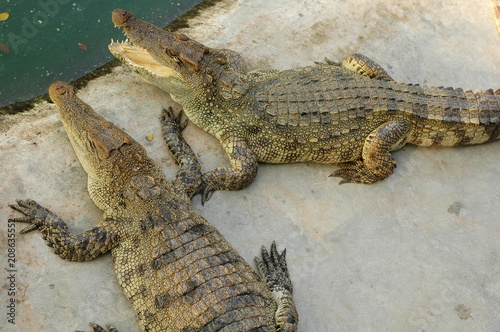 Frightening crocodiles at farm in Thailand