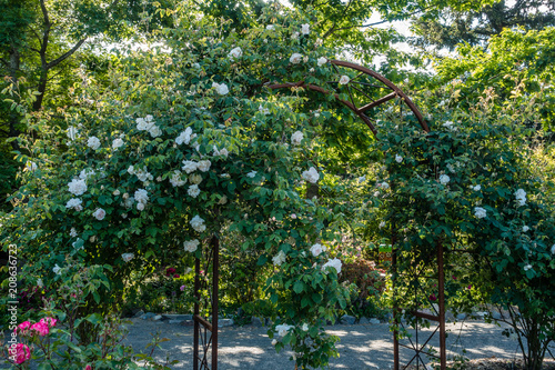 Blooming Roses On Arbor 2