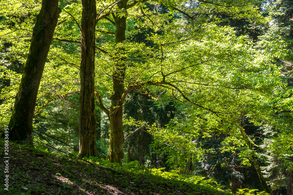 Fototapeta premium Zeda-gordi, Georgia. Forest of Okatse canion.Georgia