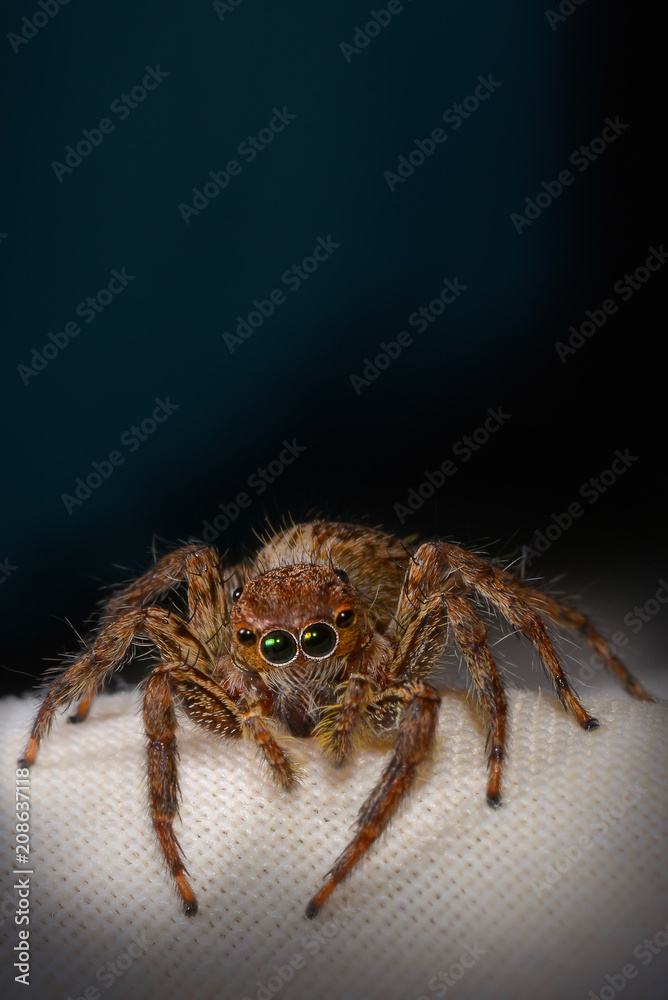 Jumping spider portrait, Copy space. Jumping spider portrait, Copy space.