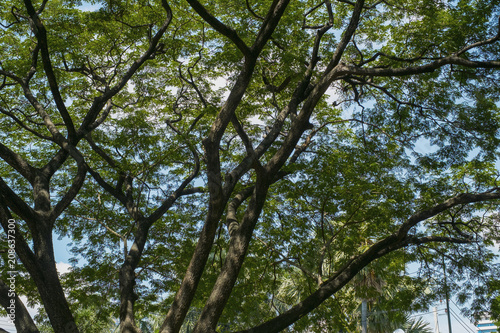 green grass field in big city park