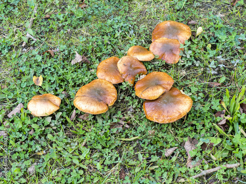 mushrooms grow on a meadow