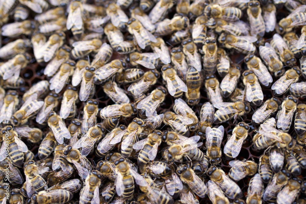 Working bees in a honeycomb. Beekeeping Working bees in a honeycomb. Beekeeping