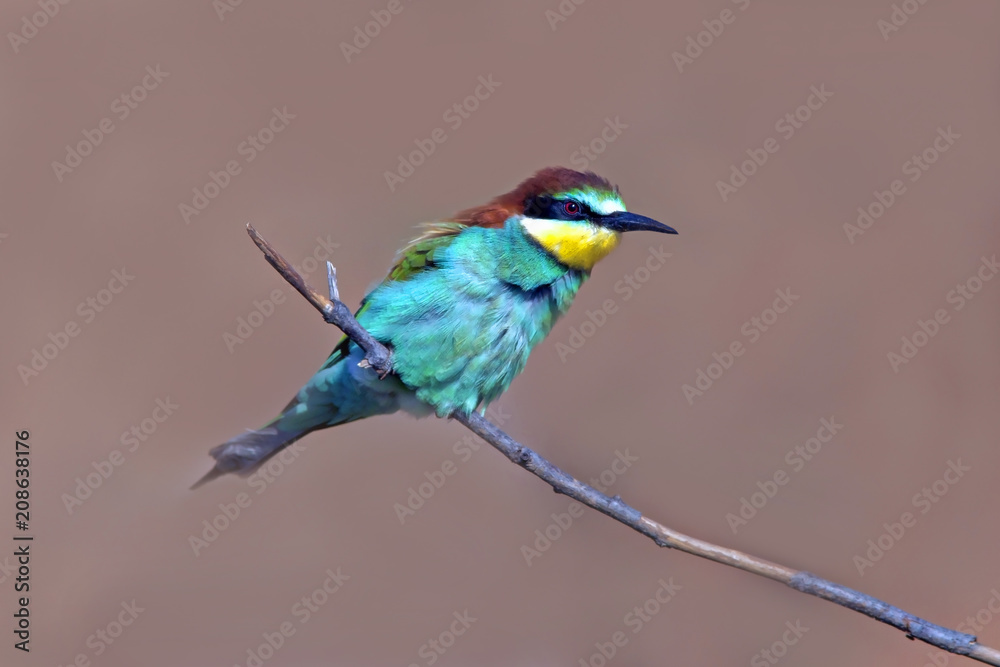 bee-eaters sitting on a branch on the isolated background