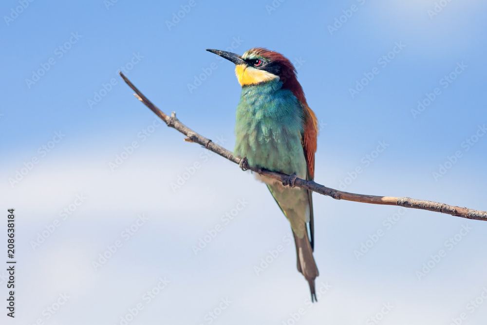 Obraz premium bee-eaters sitting on a branch on blue sky background