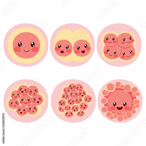 Cute character process division cell of fertilized egg cell from conception photo