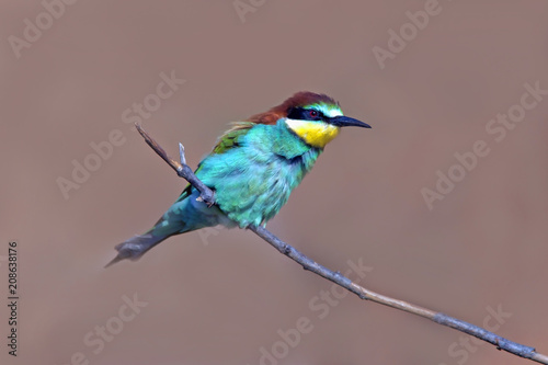bee-eaters sitting on a branch on the isolated background