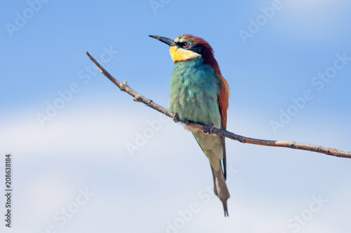 bee-eaters sitting on a branch on blue sky background