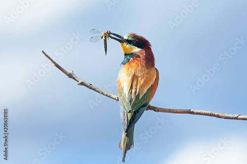 bee-eaters sitting on a branch on a background of blue sky