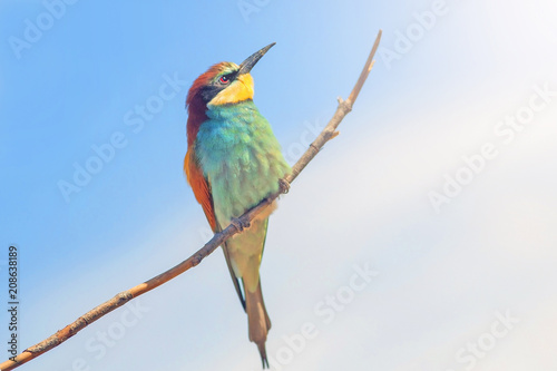 bee-eaters sitting on a branch on blue sky background