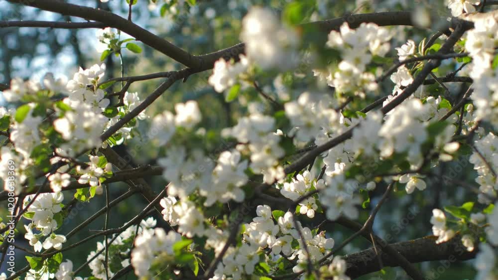 Spring park with blossom trees, apple and cherry flowers on background Spring park with blossom trees, apple and cherry flowers on background
