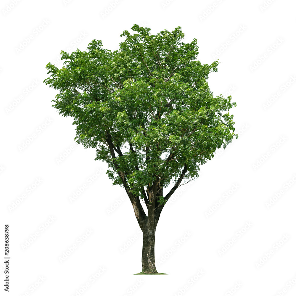 Tree isolated on white background Tree isolated on white background