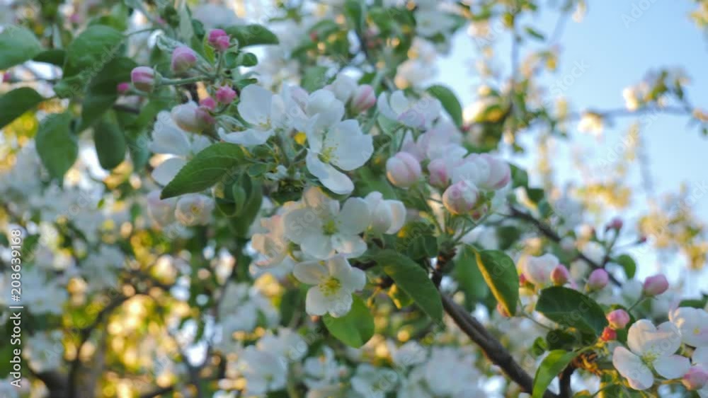 Spring park with blossom trees, apple and cherry flowers on background Spring park with blossom trees, apple and cherry flowers on background