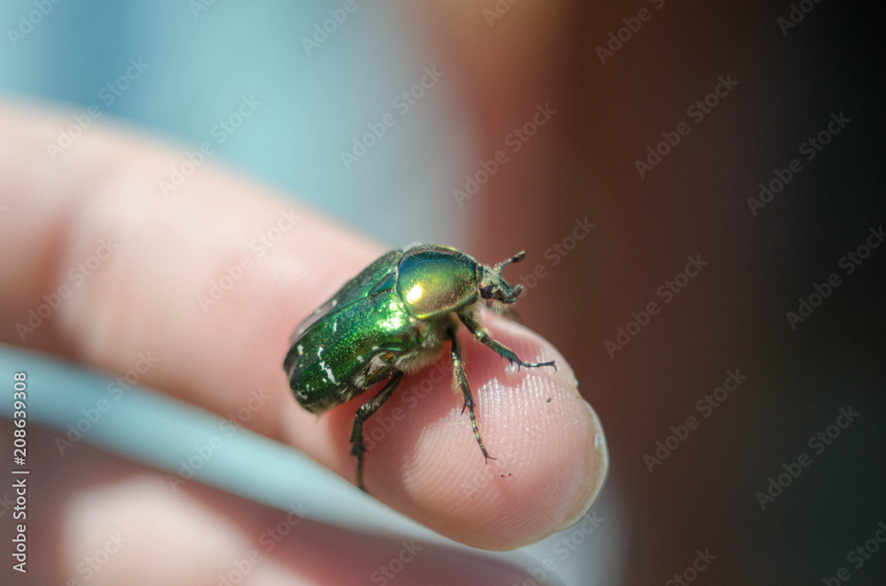 rosechafer rosechafer