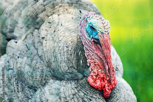 turkey male portrait